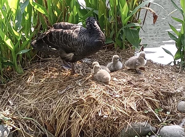 台中秋紅谷內共有2對黑天鵝,11月產出4隻鵝寶寶疑遭池中兇猛魚類攻擊,目前下落不明。圖/中市府提供