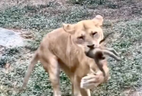 高雄壽山動物園發生野生幼猴掉落獅子展區遭啃咬致死。圖／記者蔡世偉翻攝
