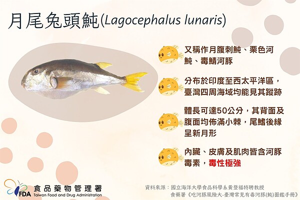 月尾兔頭魨內臟、皮膚及肌肉皆含河豚毒素,毒性極強。圖/食藥署提供