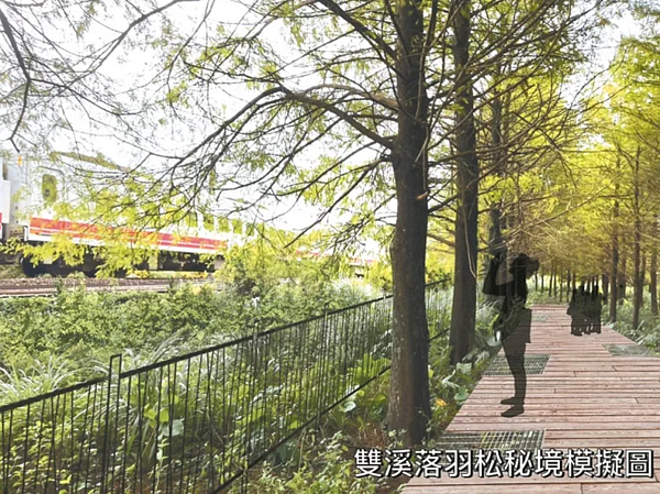 「雙百年環線」延伸線上的落羽松秘境,現況位於鐵道旁,內部種植大量落羽松,目前已與台鐵取得使用,遊客未來可於該處領略落羽松風情,也可追拍火車呼嘯而過景象。圖/新北觀旅局提供