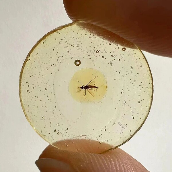 大陸中國科學院南京地質古生物研究所的團隊近日在國際期刊發表對已知最早文字的研究成果,揭露1.3億年前的蚊子構造。圖/取自中科院南古所微信公眾號