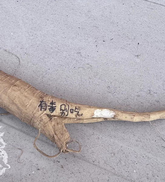 陳仲豪說,商陸是藥材沒錯,但國內中醫師幾乎沒有使用。圖取自紅星新聞