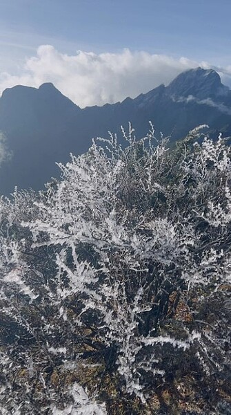 今天是節氣大雪，清晨玉山最低溫零下8.2度，還出現霧淞。圖／中央氣象署提供
