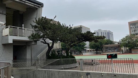 二重國小前老黑松。圖/新竹縣農業處提供