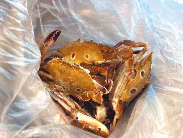六福萬怡酒店「敘日全日餐廳」供應的「冷凍三點蟹」，被台北市衛生局驗出重金屬鎘超標。圖／台北市衛生局提供