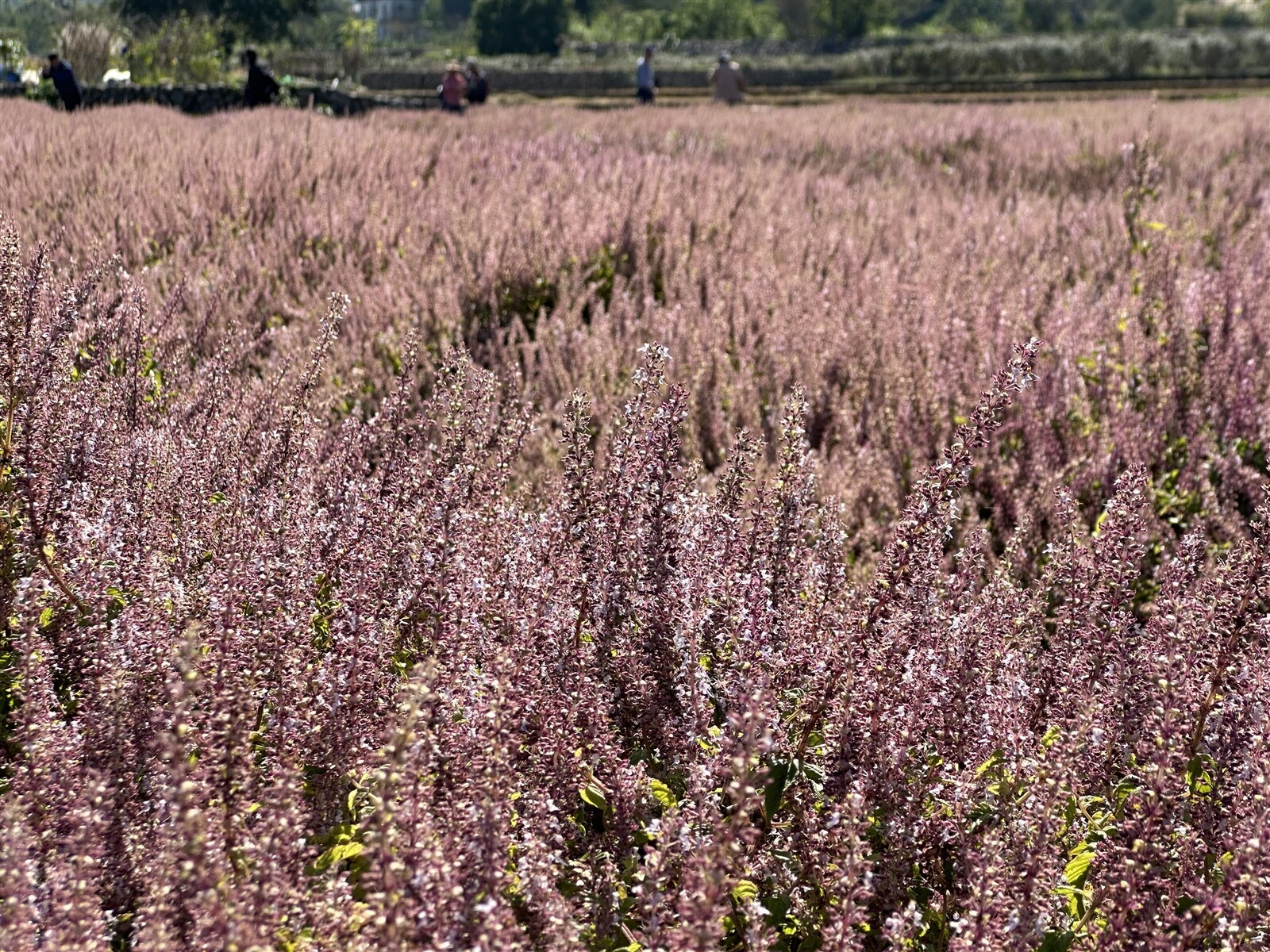 粉紫色的關西仙草花海已成為地方冬季一大特色，鎮公所邀請民眾16、17日到關西體驗仙草節活動。記者巫鴻瑋／攝影 