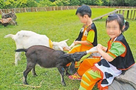 相隔30多年，國內乳羊檢出人畜共通的布氏桿菌，人類感染機會低，但較難診斷。圖為小朋友餵小羊喝奶。（示意圖，與新聞事件無關）（本報資料照片）