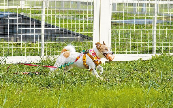 北市在公園設置狗活動區出現4大困難，台北市長蔣萬安允諾溝通，盤點合適場地。圖為狗狗在內湖區「週美狗活動區」奔跑。圖／台北市產業發展局動物保護處提供
