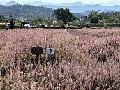 仙草花海盛開　關西粉紫色浪漫