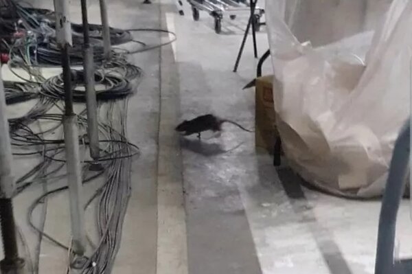 有民眾發現台北大巨蛋內鬧鼠患，還咬壞設備。圖／北市議員許淑華提供
