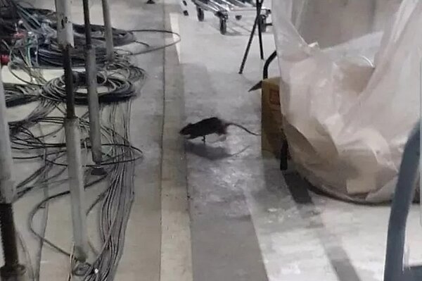 有民眾發現台北大巨蛋內鬧鼠患,還咬壞設備。圖/北市議員許淑華提供
