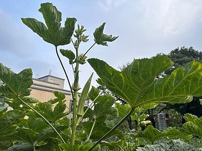 健康蔬果自己種！中市環保局推出環保農園。圖／台中市環保局提供