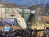藍鯨骨骼標本　高掛屏東海生館