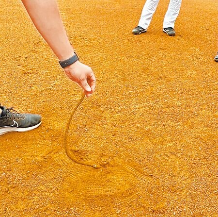 高雄澄清湖棒球場4月24日比賽期間發現有鐵條插在一壘壘包邊，引起全國熱議，如今調查報告正式出爐。（本報資料照片）