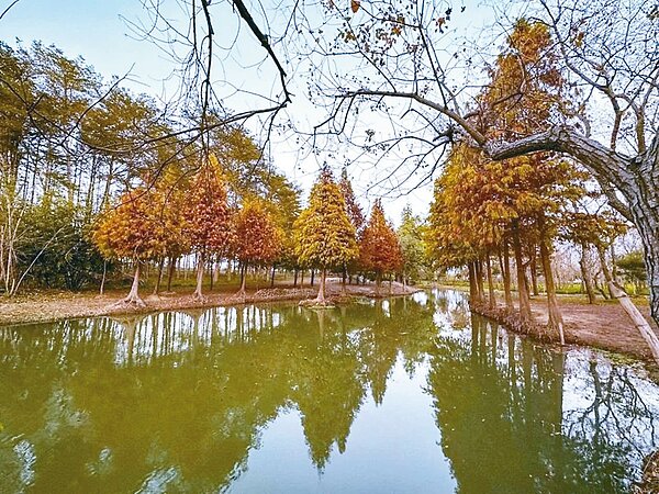 嘉義輕軌部分行經埤麻腳遺址、魚寮遺址,圖為魚寮遺址落羽松林。圖/嘉縣府提供
