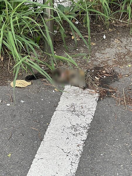 台電表示，松鼠感電導致礙子破損造成饋線跳脫，使新竹市玄奘路、元培街、東香路二段等一帶傍晚停電。圖／台電提供