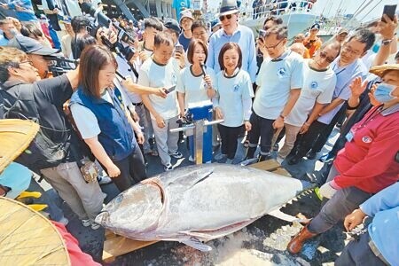 
2024屏東第1鮪在4月21日拍出每公斤1萬300元，才1個月時間，卻傳出品質較次級的魚體，每公斤價格僅拍出70元。（本報資料照片）
