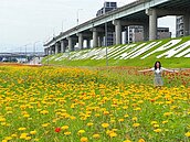 3公頃花海進入盛開期　快來新北「這公園」賞花