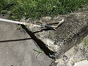 放生惹禍　北市社子島如「毒蛇島」