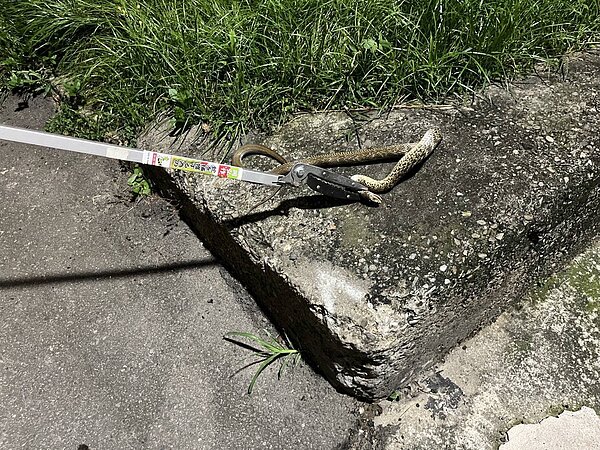 北市社子島居民近日發現蛇類現蹤。圖/富洲里辦公處提供