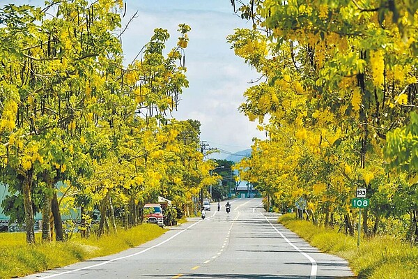 地震衝擊東部觀光產業，已有多個縣市響應到花蓮旅遊。圖為193縣道阿勃勒盛開。（花蓮縣政府提供／王志偉花蓮傳真）