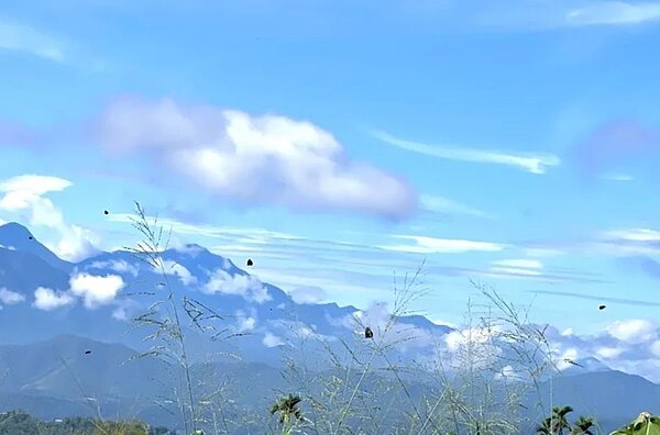 紫斑蝶每年5月中旬至6月會「二次遷移」,南投埔里大坪頂地區出現成千上萬的紫斑蝶橫越,數量之多,居民驚奇。圖/詹姓民眾提供