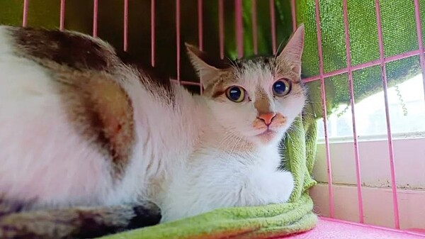 三總副院長、精神醫學部主治醫師葉啟斌表示,毛小孩隨著年齡增長,同樣會面臨生、老、病、死,飼主須負起責任,好好照顧。圖/聯合報系資料照