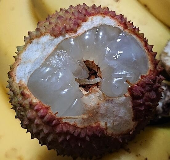 荔枝有蟲。圖/擷自臉書社團「爆廢1公社」