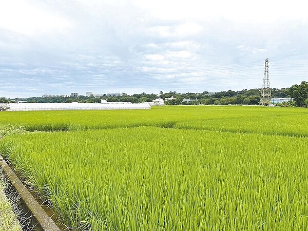 梅雨季導致南部不少水稻田傳出倒伏情形,桃園農民預告20天後將會有一波倒伏。圖/桃園市農業局提供