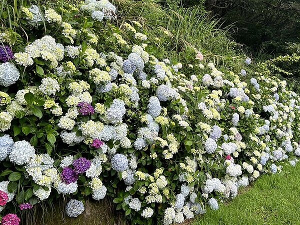 端午連假武陵農場繡球花正盛，農場小編一早在臉書粉專曬出花牆美照，遊客大讚農場處處可見顏色繽紛又大朵的繡球花。（武陵農場提供）