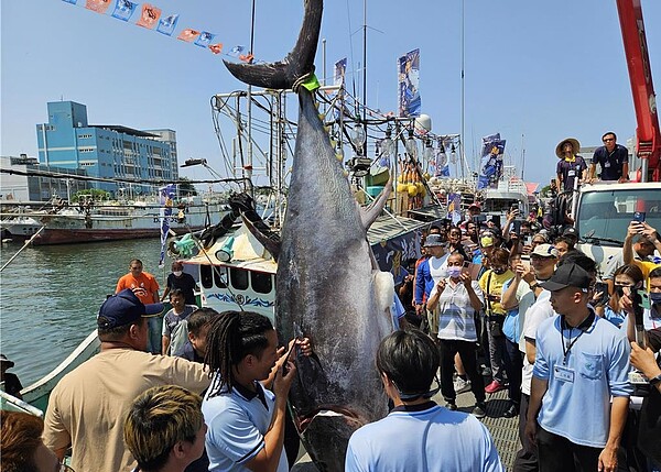 今年黑鮪魚大豐收，平常漁季至7月，6月初已達配額9成。（資料照）