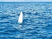 台東墜海2年　軍方放棄打撈幻象機