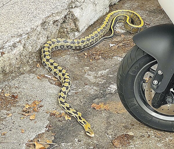台中市第一警分局民權派出所日前接獲民眾報案,在西區鬧區街口的超商旁出現蛇蹤,警員火速到場,並通知119轉派農業局協助捕捉,人蛇對峙交戰20多分鐘,農業局委託廠商到場成功捕獲一條長約2米的「黑眉錦蛇」,解除「蛇蛇危機」。(警方提供/陳淑芬台中傳真)