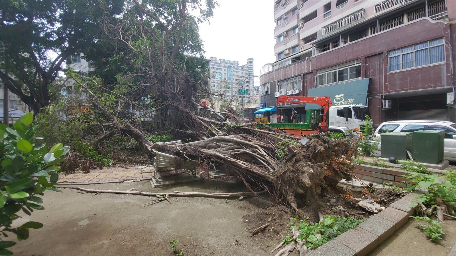 杜蘇芮造成高雄市區多件樹倒，葉姓市民家裡被倒樹壓垮，提告向國有財產署索賠勝訴。本報資料照片 