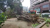 颱風「杜蘇芮」釀高雄900件樹倒　她家被壓垮告贏公部門