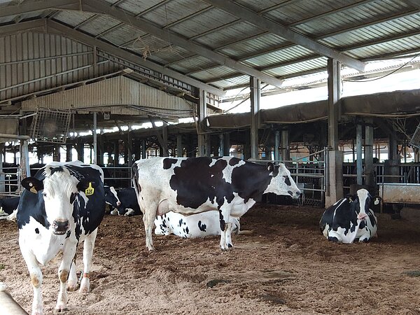 日前美國乳牛感染禽流感H5N1,更出現人類感染有結膜炎症狀。疾管署修訂新型A型流感通報定義,新增符合急性呼吸道感染或急性結膜炎,且有禽流感A(H5N1)動物疫情接觸史」條件,並自6月15日起實施。乳牛示意圖。本報資料照片。