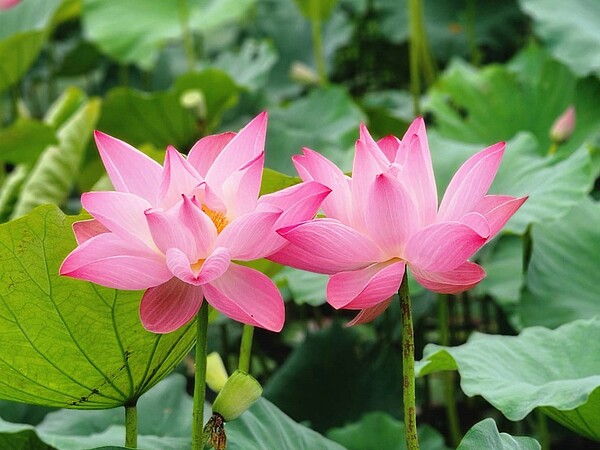 南港山水綠生態公園的荷花已陸續綻放。圖/台北市環保局提供