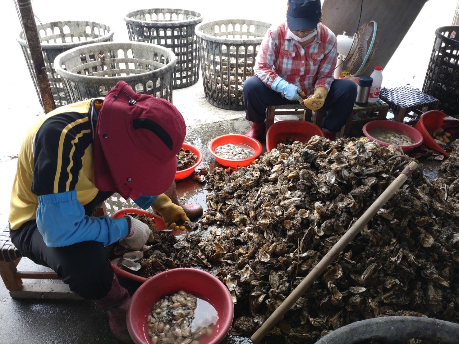 台南牡蠣養殖季進尾聲，蚵農忙剝殼出貨。記者鄭惠仁／攝影 