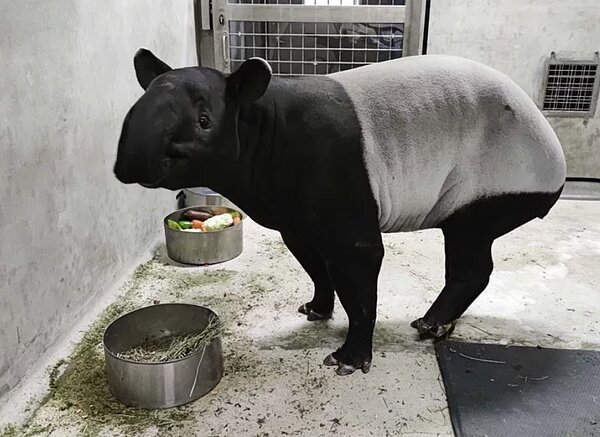 目前北市動物園共有6隻,4隻母的、2隻公的,據了解,園方原打算讓11歲「putri」(圖)與日本「Hideo英雄」繁衍後代。圖/台北市立動物園提供