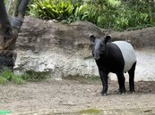 馬來貘下機前死亡、不排除機上出狀況　北市動物園：過去無案例