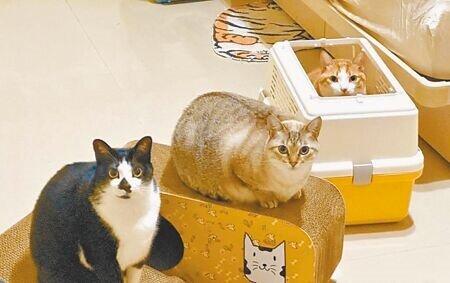 民眾稱網購貓咪1款飼料,毛孩在食用後出現低血鉀狀況,已有9隻貓咪死亡。示意圖,非新聞事件中的貓咪。(本報資料照片)