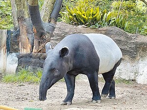 日本馬來貘「Hideo英雄」21日空運抵台時，被發現已無生命跡象。圖／台北市動物園提供