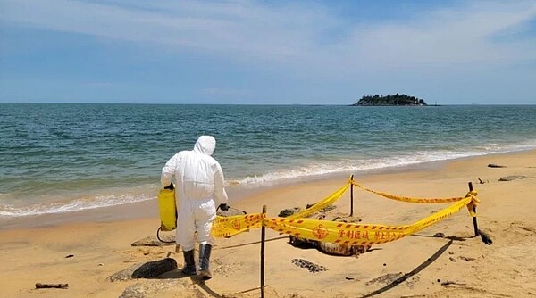 烈嶼鄉青岐港岸際發現1隻漂流豬屍,金門縣防疫所人員到場清消。圖/金門縣防疫所提供。