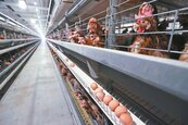 搶救低迷蛋價　將淘汰180萬隻蛋雞