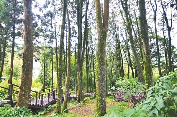 環境部近日公告台灣肖楠等十五種樹種,會釋放異戊二烯,容易衍生臭氧,影響空品,建議不要種植。圖為奮起湖的肖楠母樹林。圖/嘉義林區管理處提供