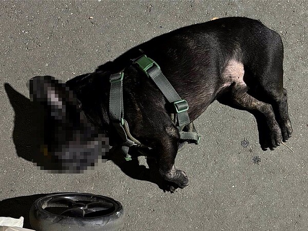 近日有毛孩家長在臉書社團中表示,日前晚上帶著飼養的狗狗到大安森林公園散步,狗狗從推車上下來後,因為不小心吃到公園內的草,一分鐘後就口吐白沫、四肢癱軟。(王欣儀提供/丁上程台北傳真)