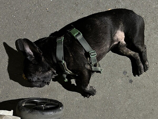 台北劉小姐痛心,日前帶著愛犬「皮蛋」到大安森林公園散步,牠返家前吃了公園內的草後,出現嘔吐、口吐白沫、癱軟、吐舌等症狀,不到1分鐘暴斃。圖/台北飼主劉小姐提供