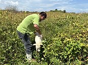 學甲獨居老人倒地遭浪犬群攻咬傷　動保處圍捕中午抓到1隻！