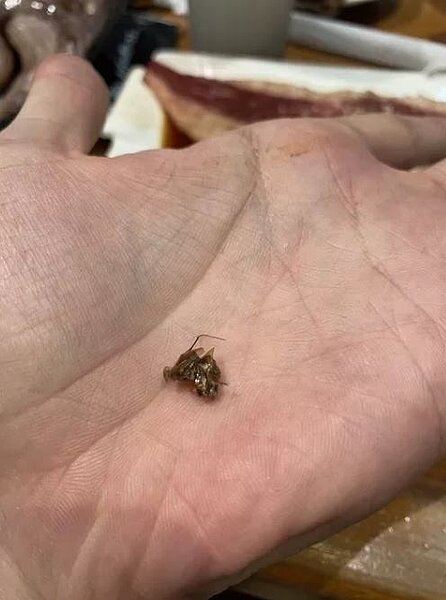 食安疑慮頻傳,北市南港區某知名燒肉店遭爆料,29日到店內消費1杯飲料,卻咬到1隻蟑螂。圖/截自PPT