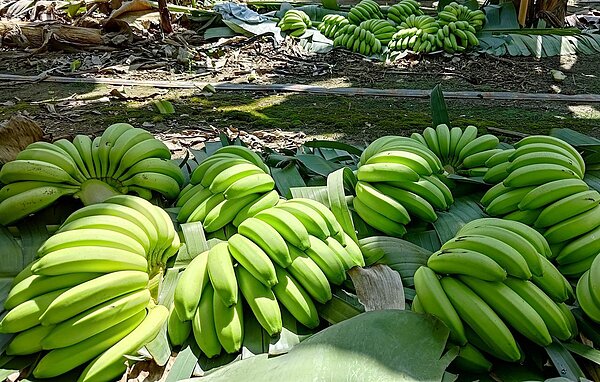 高雄旗山蕉農將剛採收的香蕉品質優良,可惜剛進入7月就傳出香蕉產地價格直落消息,每公斤破10元,農民開心不起來。 圖/讀者提供